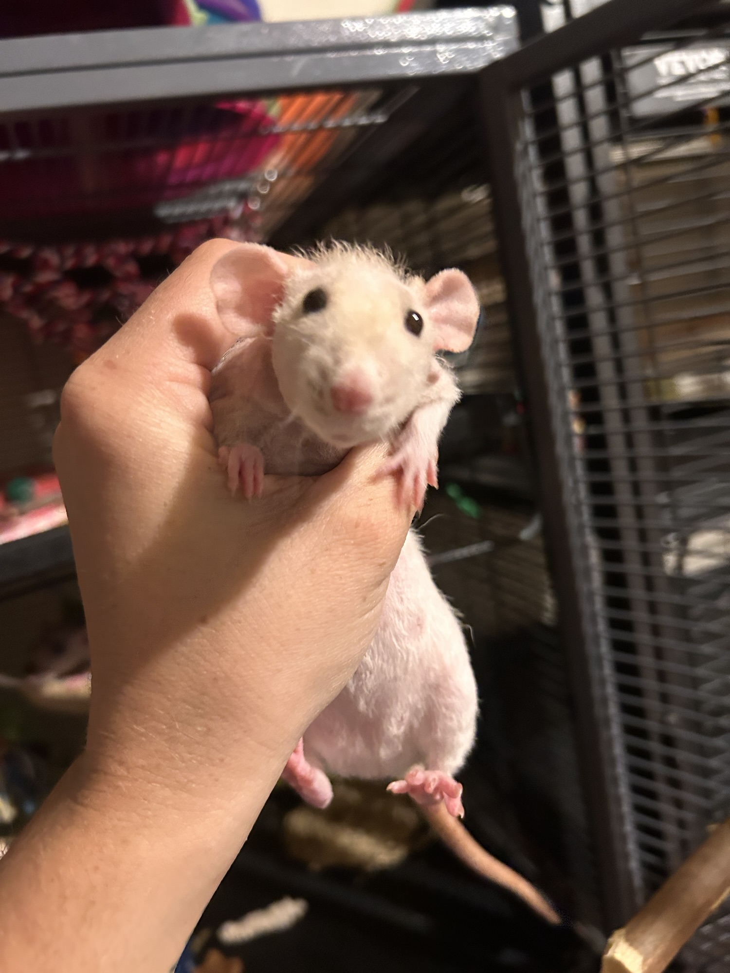 Pipsqueak’s Profile: Retired