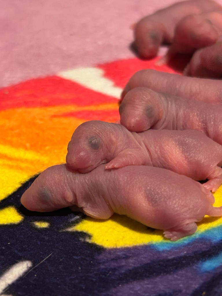 tiny newborn rat babies for adoption