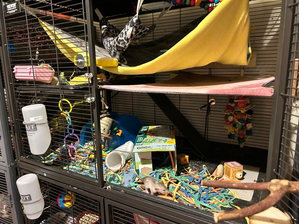 a rat for adopting in a cage in Englewood, co
