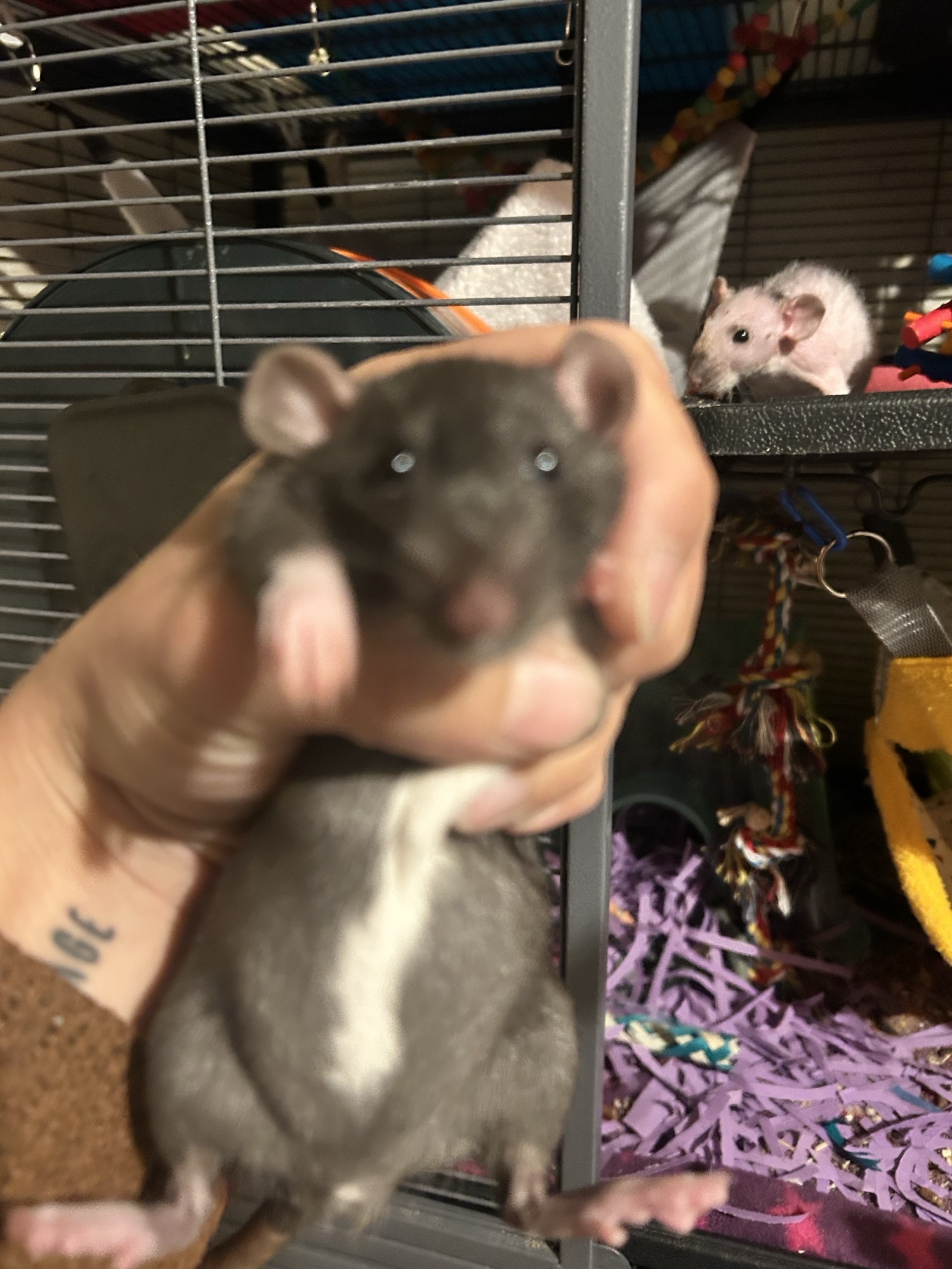 Raven Claws’ Profile