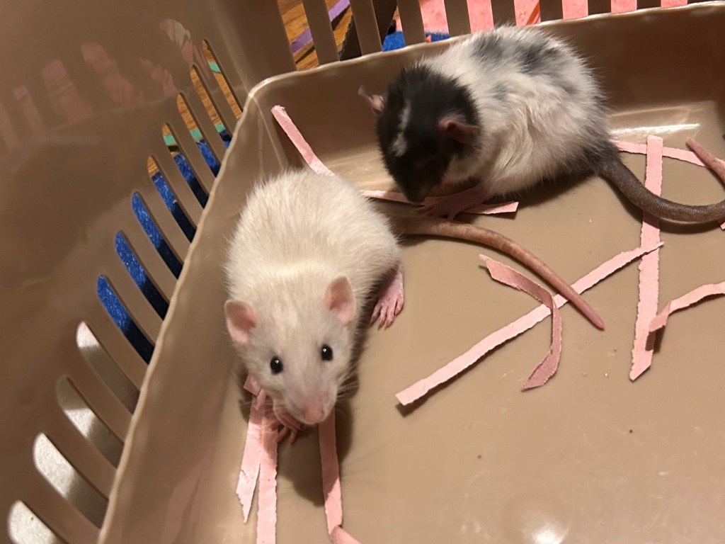 cute rats for adoption in englewood, co