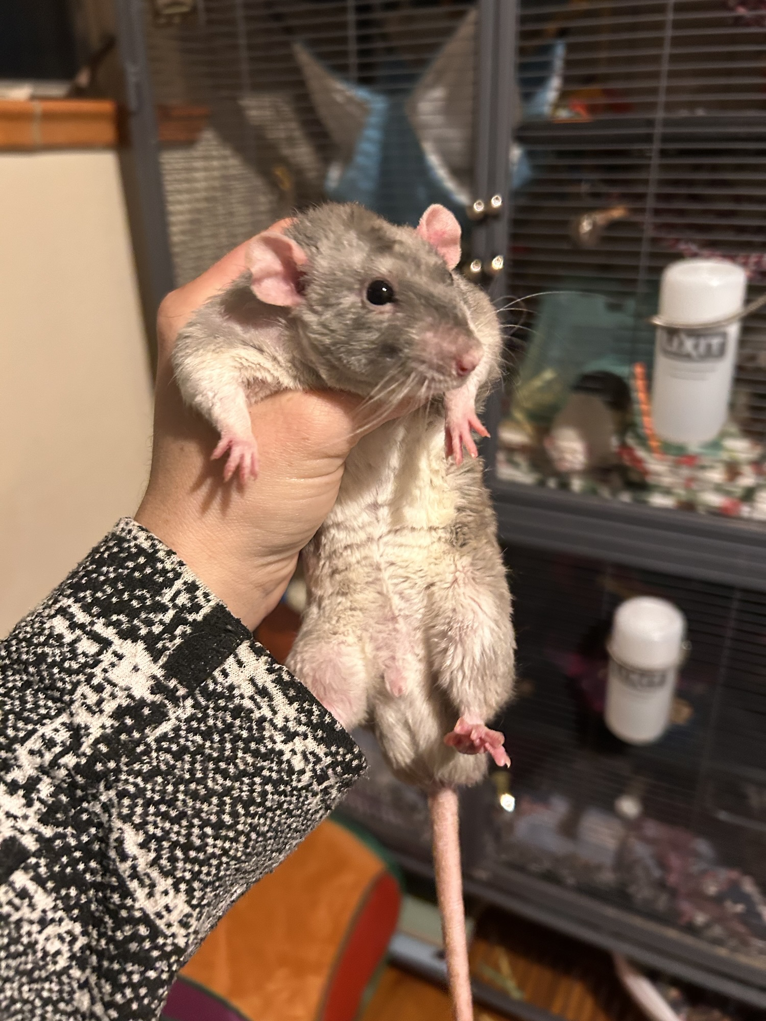 Ernest’s Profile