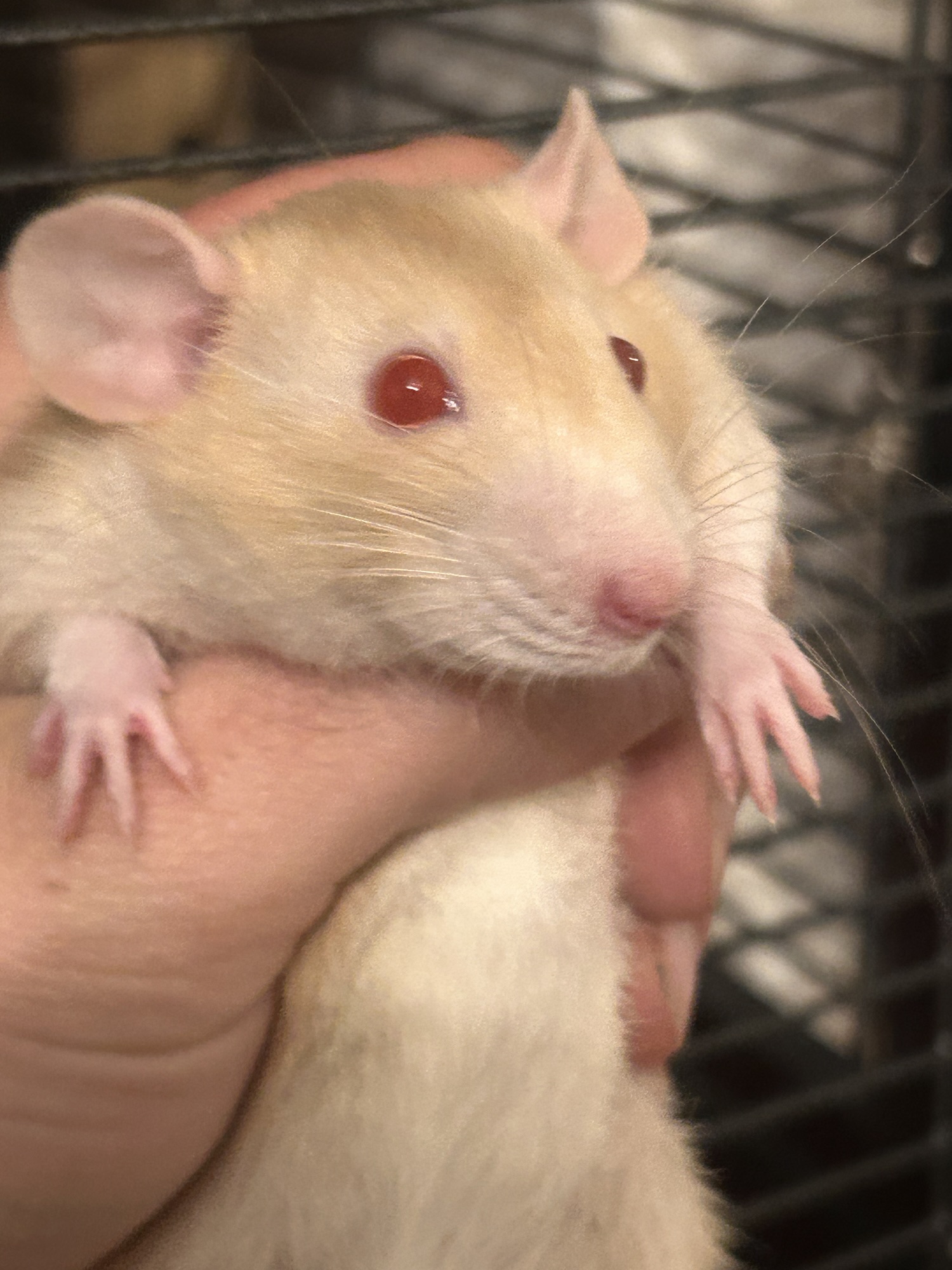 Peaches’ Profile: Retired