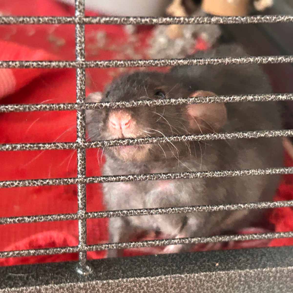 Mama’s Profile: Retired