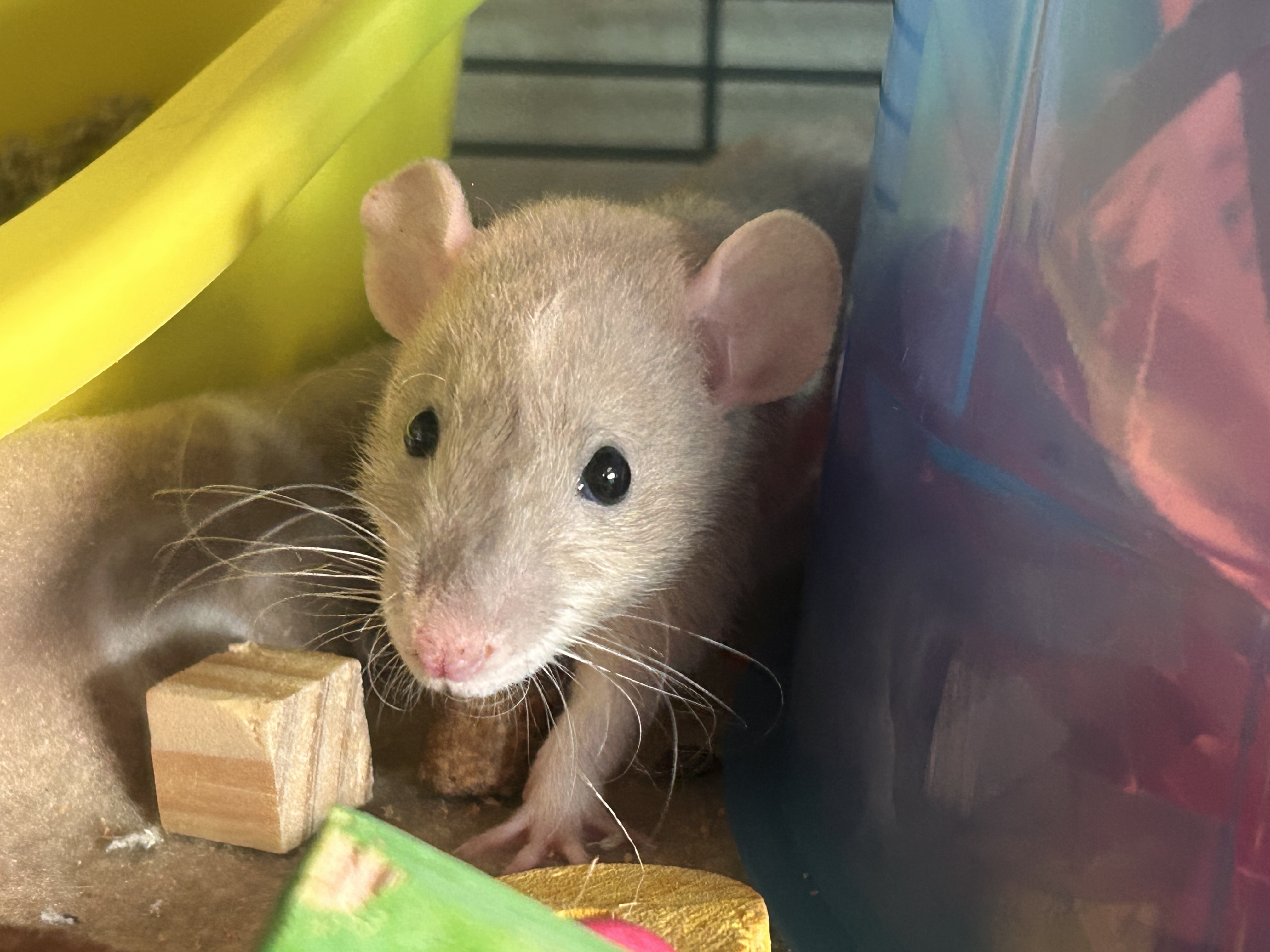 Rutabaga’s Profile