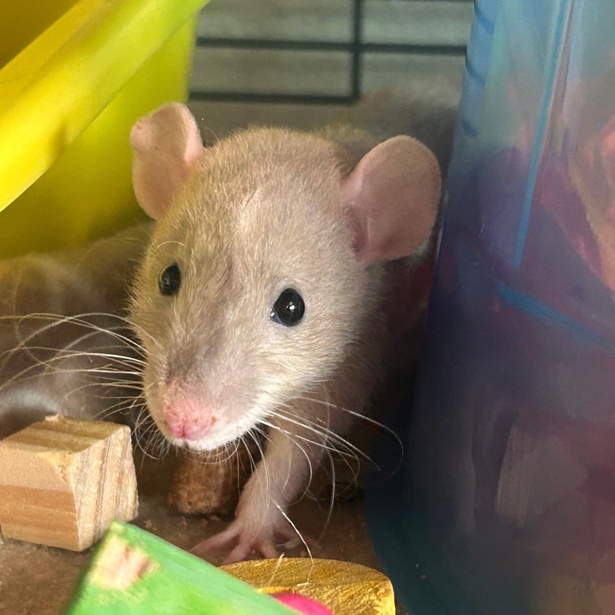 Rutabaga’s Profile