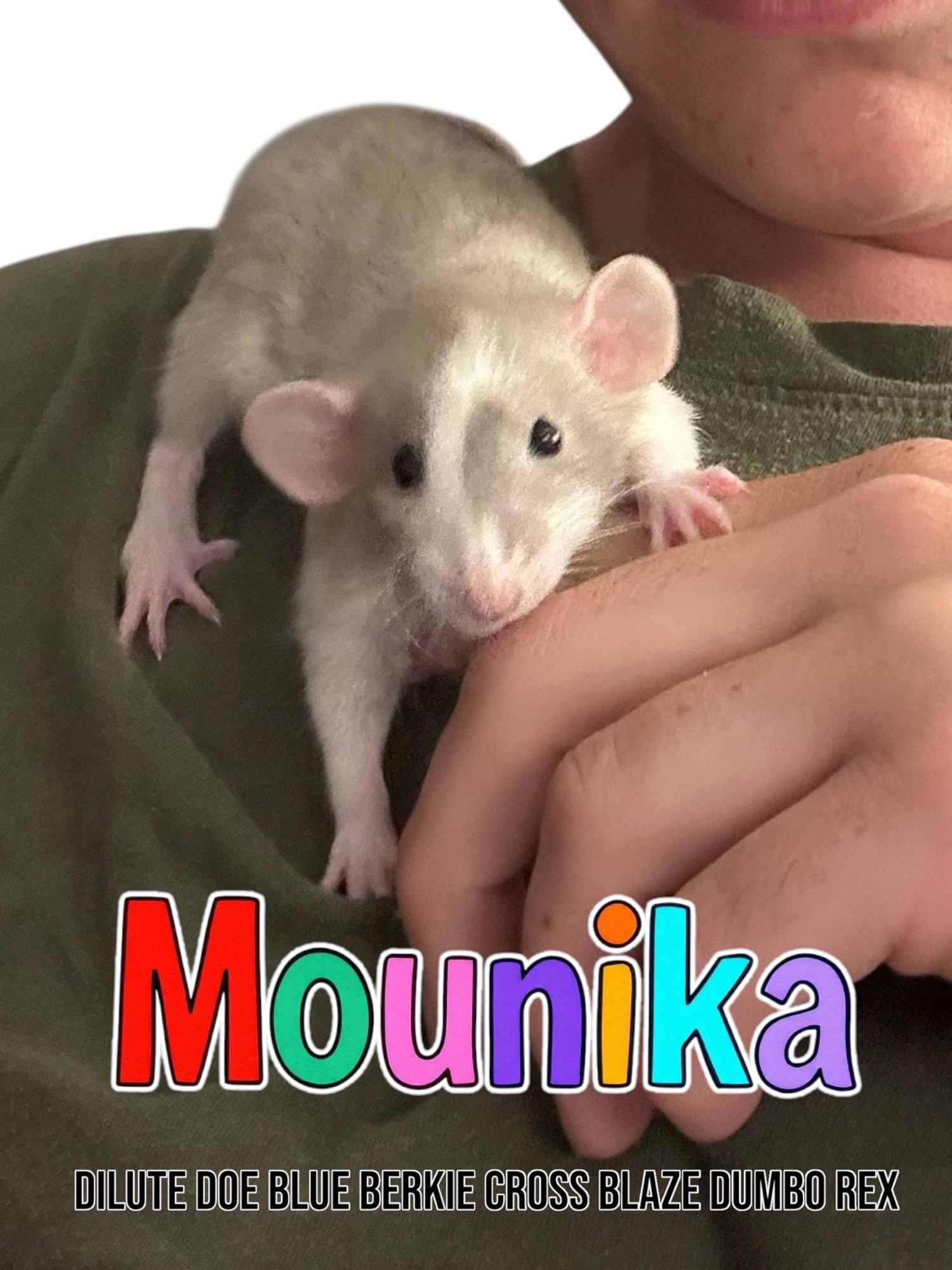 Mounika‘s Profile: Retired