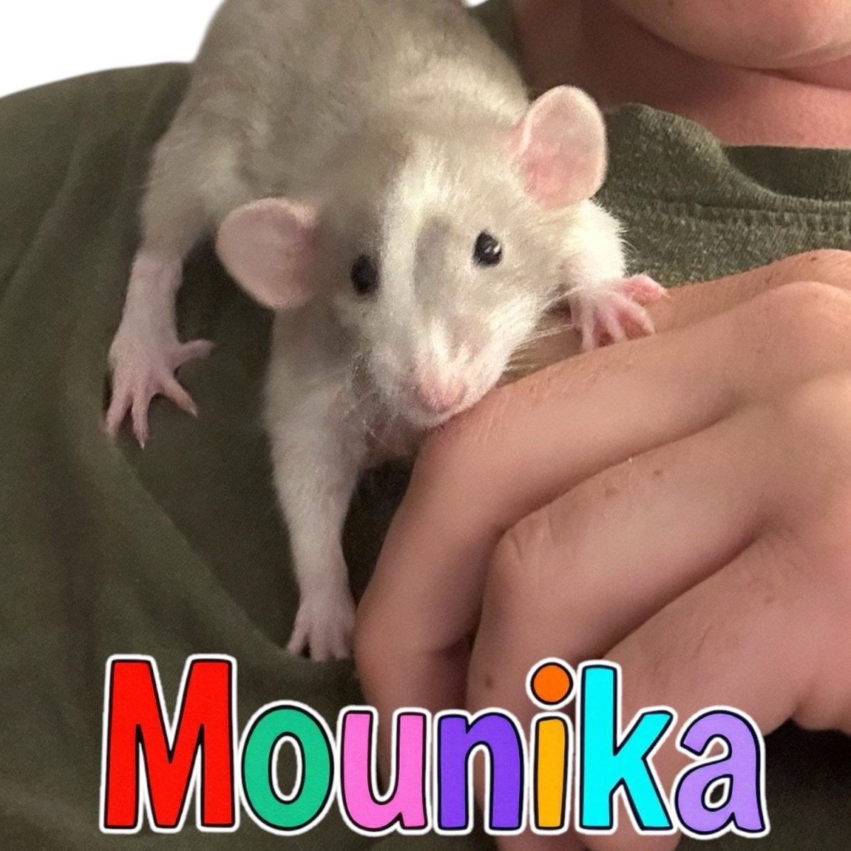 Mounika‘s Profile: Retired