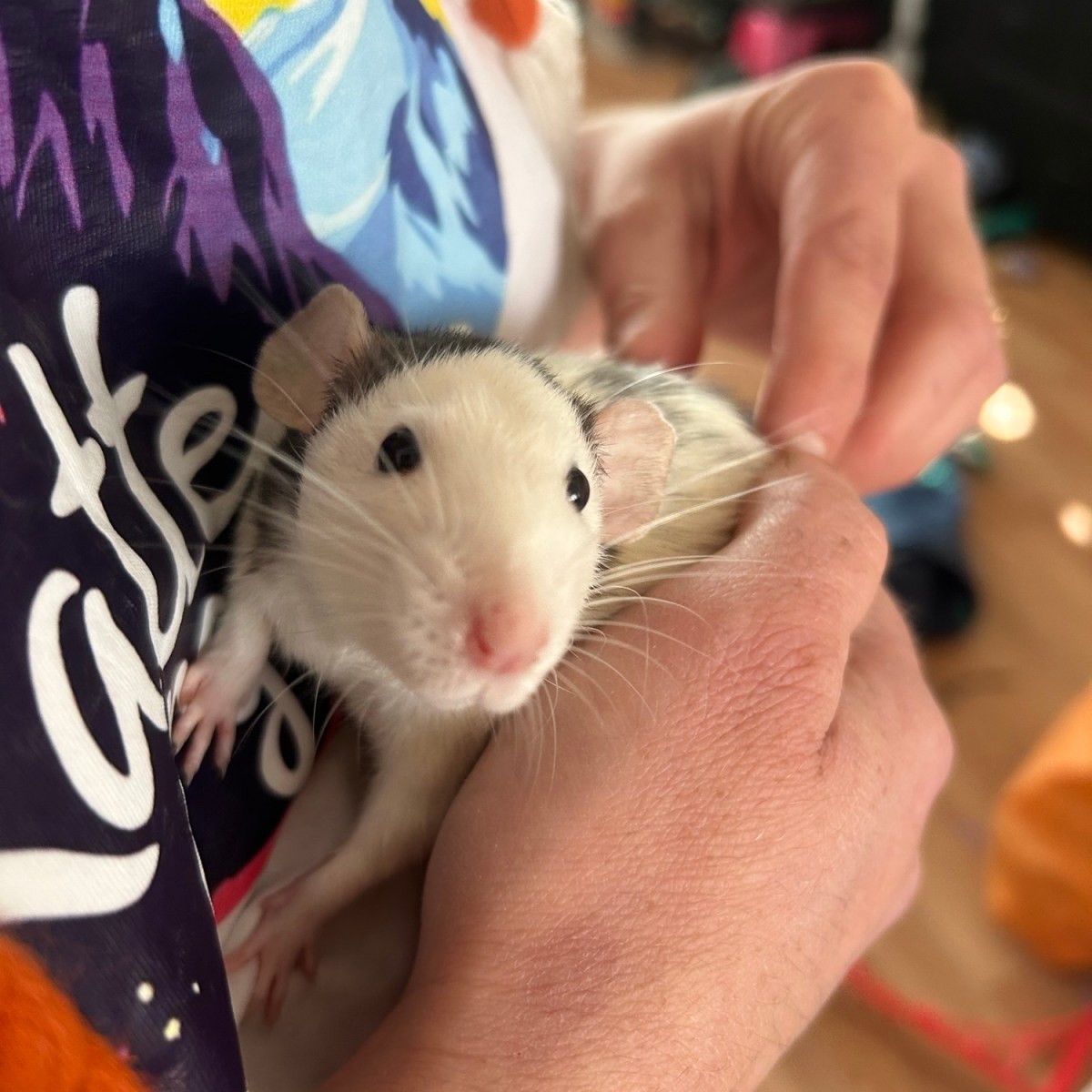 Mistletoe’s Profile