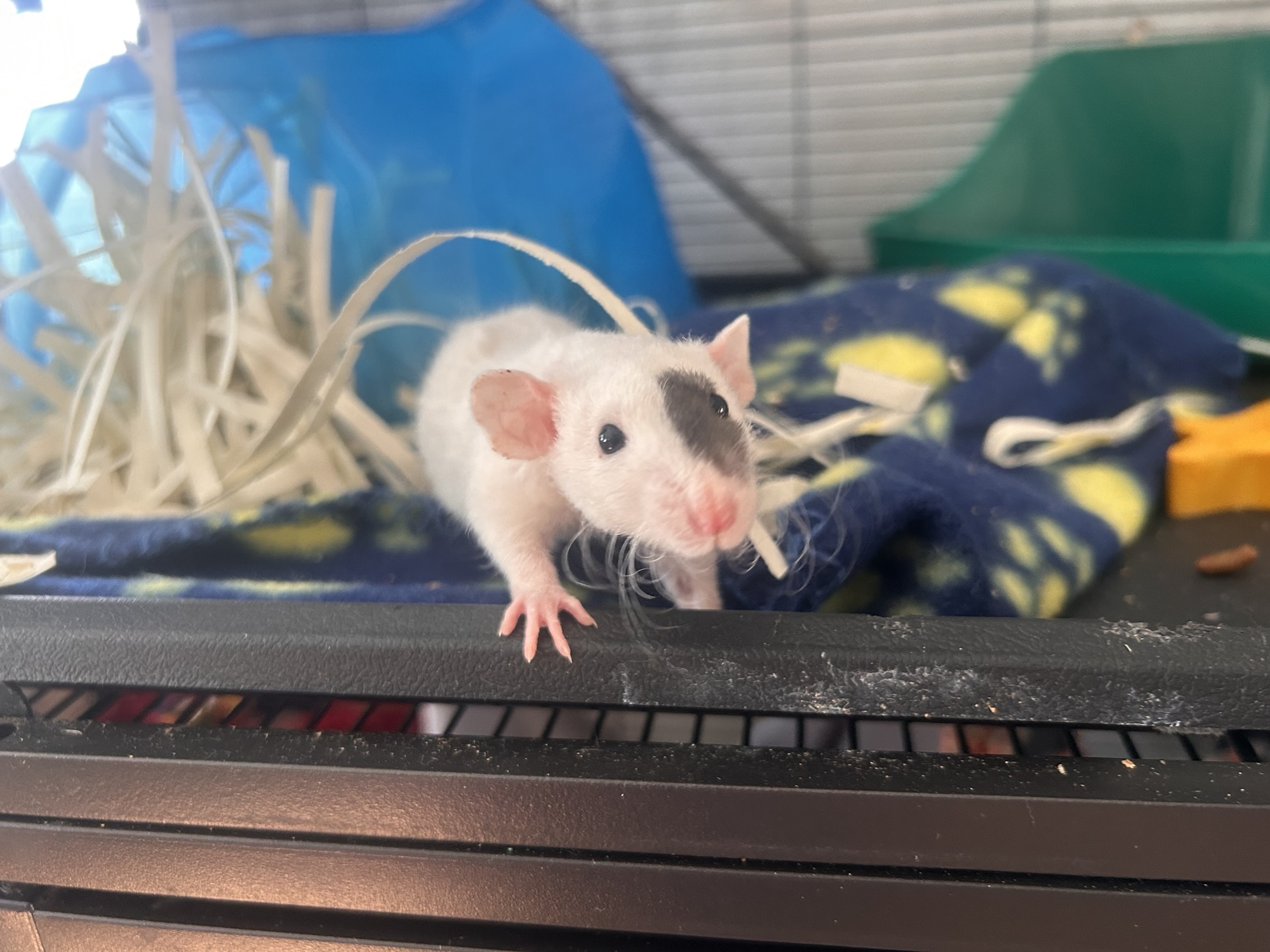 Scarlett’s Profile