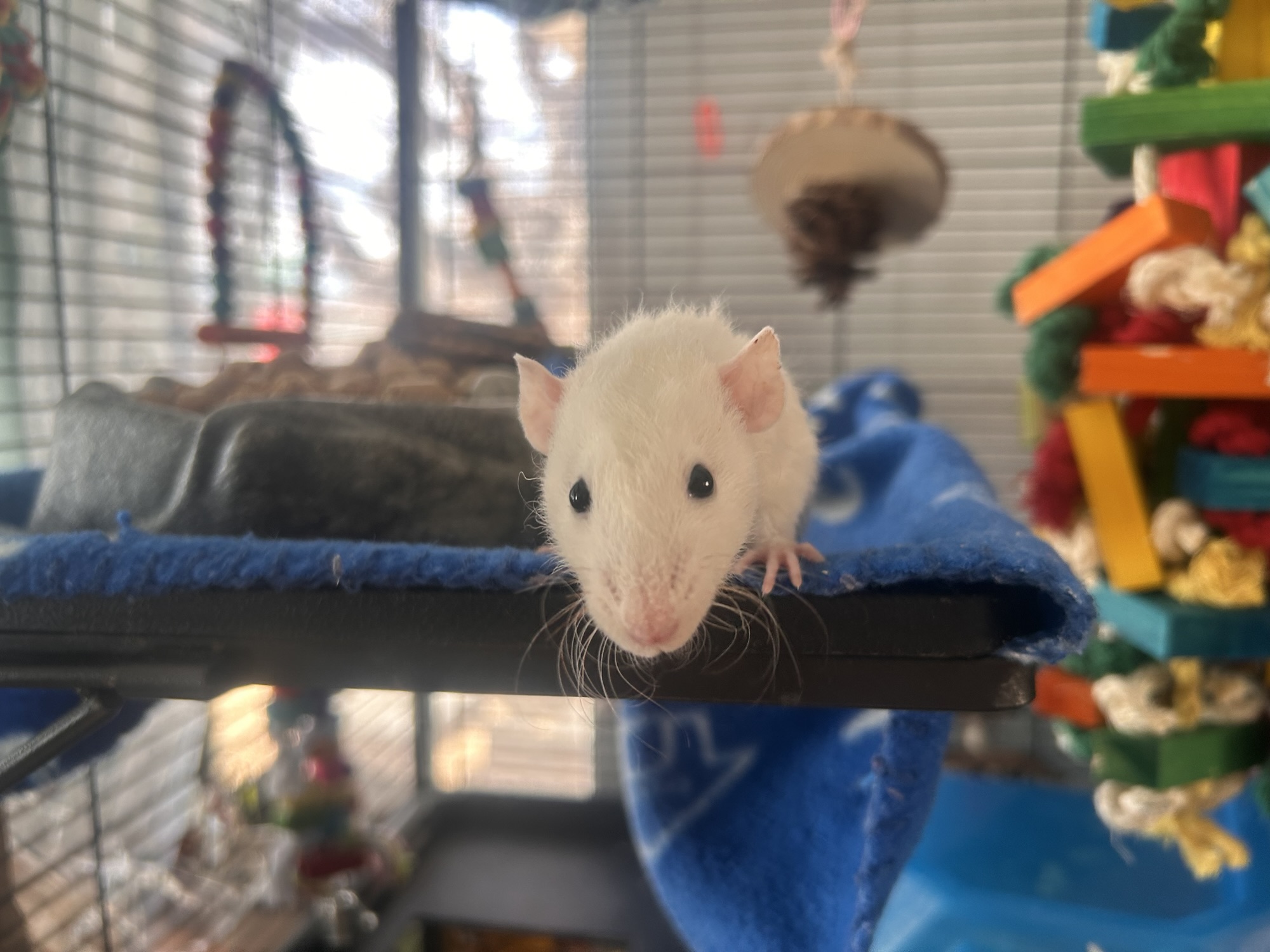 Lavender’s Profile